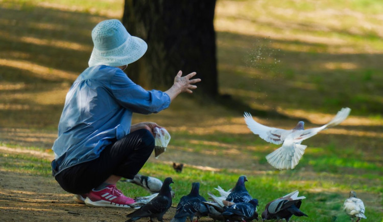 Nová vyhláška v České Lípě zakazuje krmení holubů, jsou přemnožení