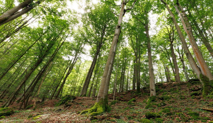 Český les se rozroste o novou přírodní rezervaci, turisté musí počítat se změnami