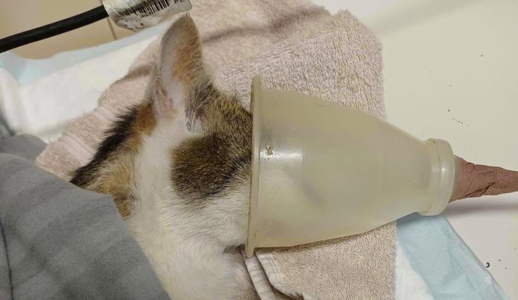 Řádí v Bulovce travič koček? Odpověď přinese pitva uhynulého kocoura