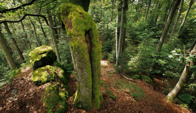 Nová přírodní rezervace ochrání rysy i rostliny, jejichž původ sahá až do prvohor