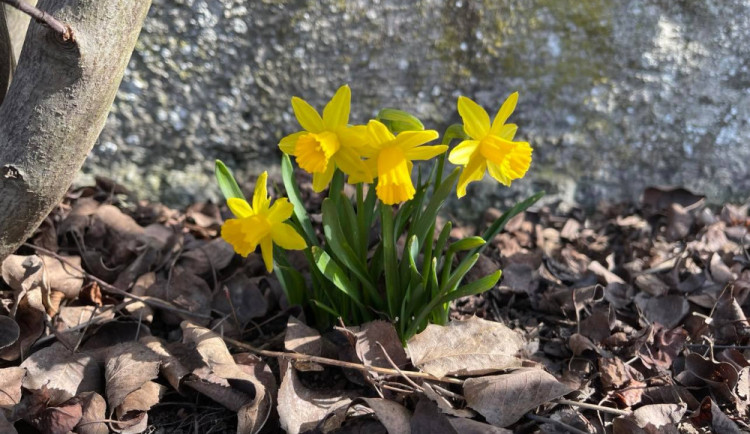 Víkend nabídne téměř letní teploty, v neděli dorazí ochlazení