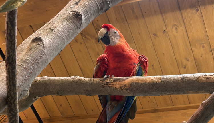 Do táborské zoo přiletěl vzácný papoušek. Se samičkou utvoří chovný pár