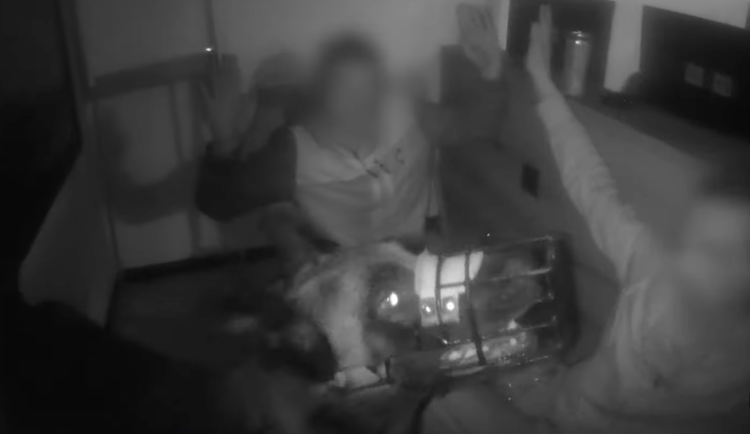 VIDEO: Hrdina Bobík. Před policejním psem se zloději na pražské fakultě schovávali marně