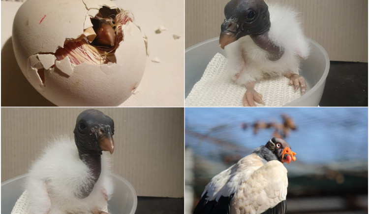 Pár kondorů pečuje v ostravské zoologické zahradě o své sedmé mládě