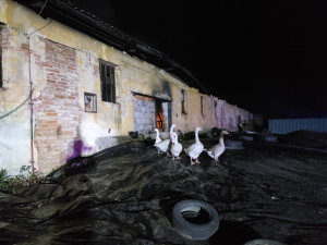 Na Opavsku hořel kravín. Majitel se nadýchal zplodin, několik zvířat uhynulo