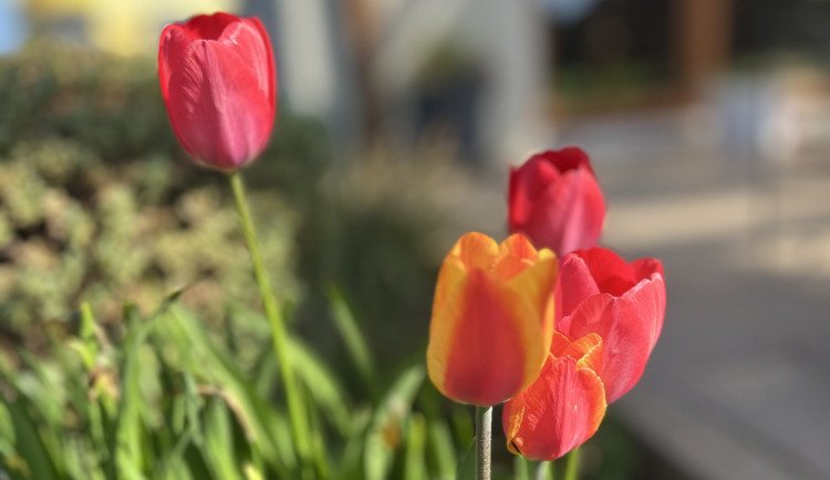 Týden v ČR bude slunečný a bez srážek. Jak bude na pálení čarodějnic?