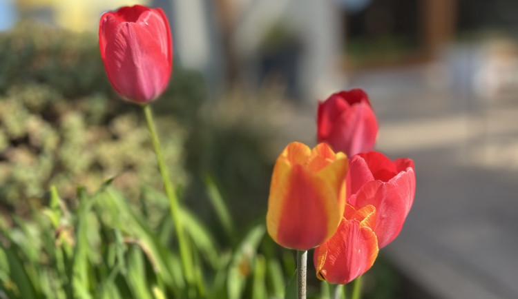 Týden v ČR bude slunečný a bez srážek. Jak bude na pálení čarodějnic?
