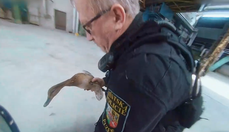 Početná kachní rodinka squatovala ve Škodě. Pak přišel odchyt a přesun do bezpečí