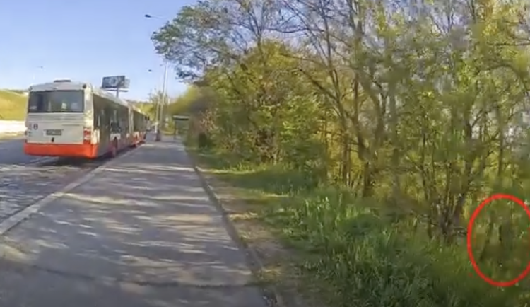 VIDEO: Muž se uspokojoval ve křoví u pražské zastávky, čekal na kolemjdoucí ženy