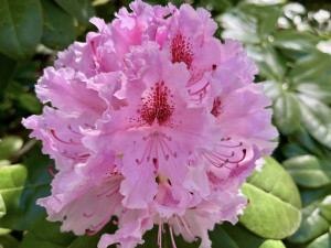 V ostravské zoo rozkvétá unikátní sbírka rododendronů a azalek