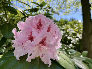 V ostravské zoo rozkvétá unikátní sbírka rododendronů a azalek