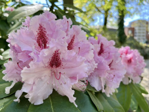 V ostravské zoo rozkvétá unikátní sbírka rododendronů a azalek