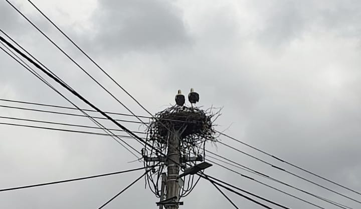 Ochránci zvířat řešili nebezpečné hnízdo. Čápi se usadili na sloupu vysokého napětí