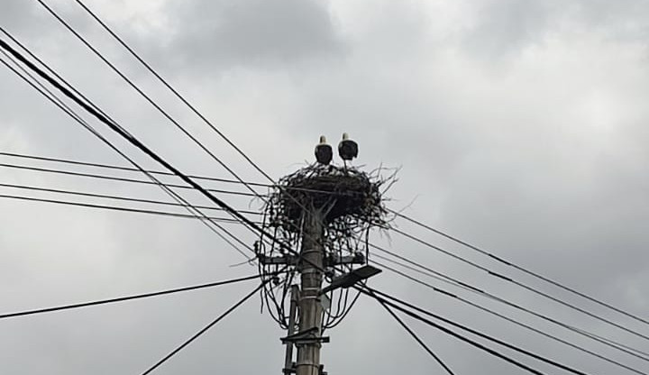 Ochránci zvířat řešili nebezpečné hnízdo. Čápi se usadili na sloupu vysokého napětí