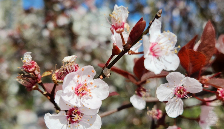 Ilustrační foto 