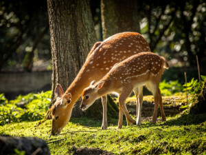 V ostravské zoo se narodilo 12 kolouchů, osm z nich patří k vyhubeným druhům