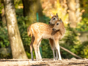 V ostravské zoo se narodilo 12 kolouchů, osm z nich patří k vyhubeným druhům
