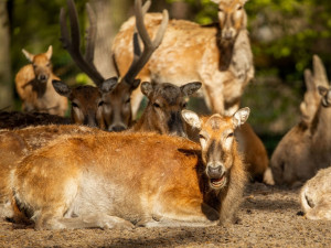 V ostravské zoo se narodilo 12 kolouchů, osm z nich patří k vyhubeným druhům