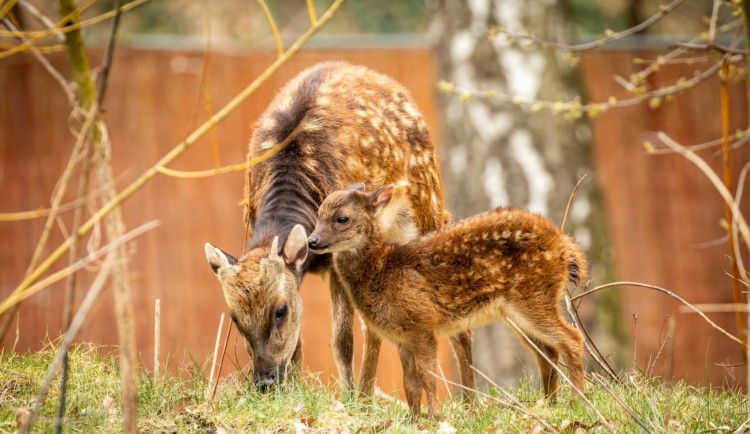 V ostravské zoo se narodilo 12 kolouchů, osm z nich patří k vyhubeným druhům
