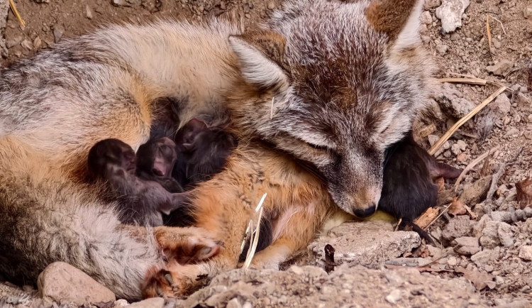 V brněnské zoo se narodilo osm korsaků. Jde o historicky první odchov