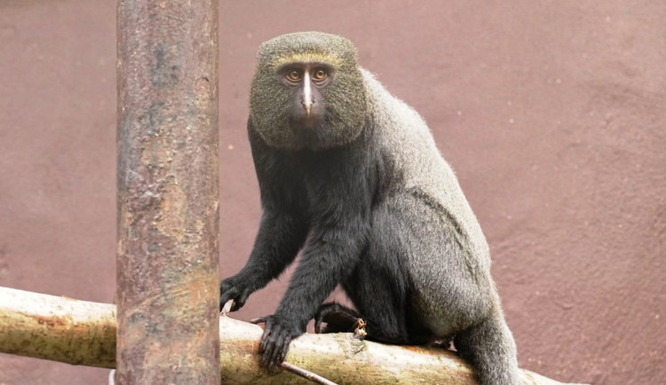 V ostravské zoo se podařilo rozmnožit vzácného kočkodana Hamlynová