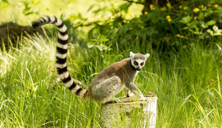 Lemur na útěku: Nový obyvatel ostravské zoo místo zabydlování zmizel