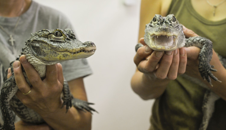 VIDEO: Jihlavská zoo předala do Polska dva ze tří odchovaných aligátorů čínských