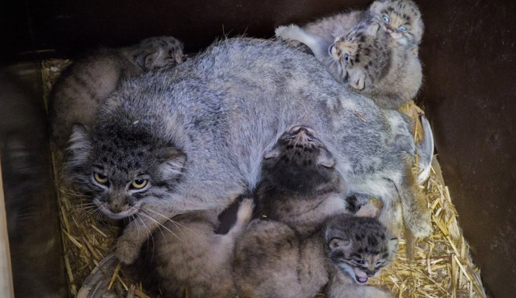 Trvalo to osm let. V brněnské zoo se narodilo šest malých manulů