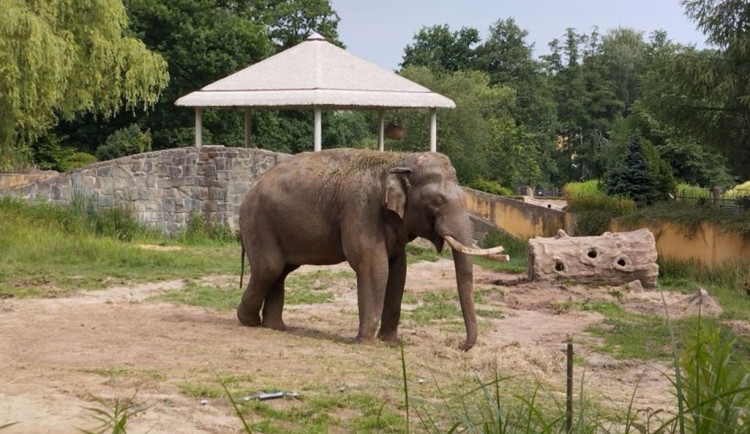 VIDEO: Zoo v Ostravě a v Praze si vyměnily slony, cestovali s nimi jejich chovatelé