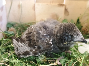 Takový nápor nezažili. Vedra poslala do záchranné stanice desítky vyčerpaných zvířat
