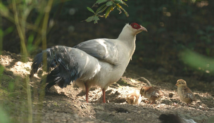 Ostravská zoo odchovala vzácné bažanty tibetské