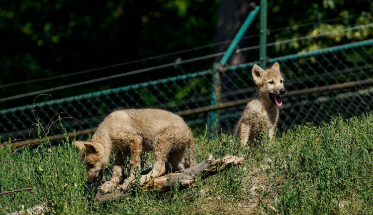 Smečka se rozrostla. V brněnské zoo se narodila dvě arktická vlčata