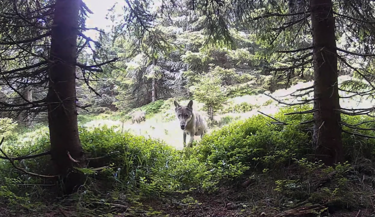Záběr z fotopasti na vlky v oblasti Jeseníků