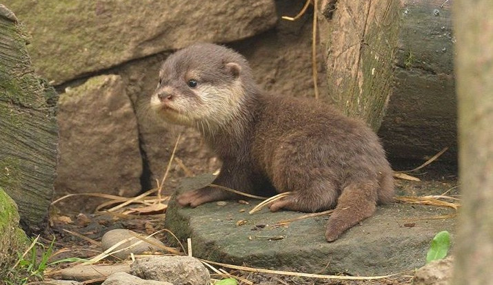 V ostravské zoo se narodila čtyři vydří mláďata. Na podzim je čeká stěhování