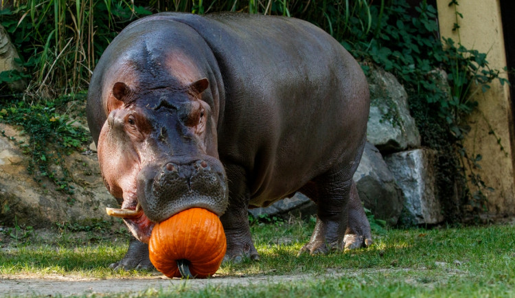 Nezabíjejte naše zvířata, prosí ostravská zoo. Lidé nerespektují zákaz krmení