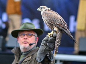 S dravci na hradním Hodokvasu. Tentokrát v chladu a dešti