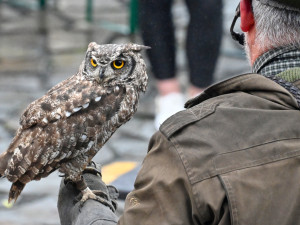 S dravci na hradním Hodokvasu. Tentokrát v chladu a dešti