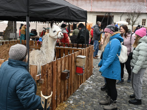Masopust na hradě. Nechyběla ani nefalšovaná zabíjačka