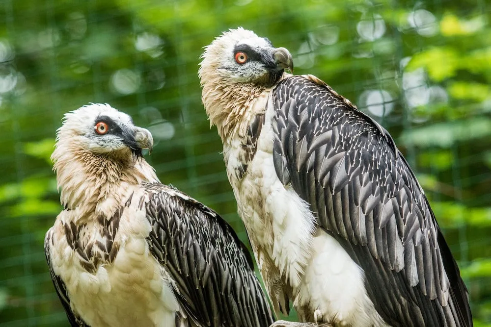 Pár orlosupů odchovává v Zoo Ostrava třetí mládě, poprvé bez pomoci