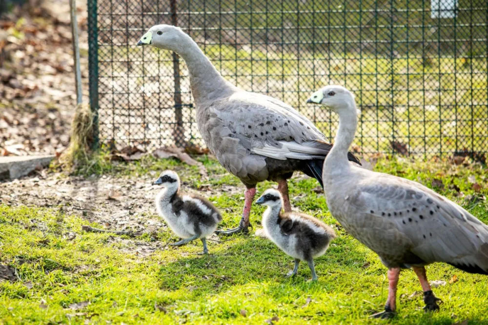 Zoo Ostrava poprvé za 35 let odchovává australské husy kuří