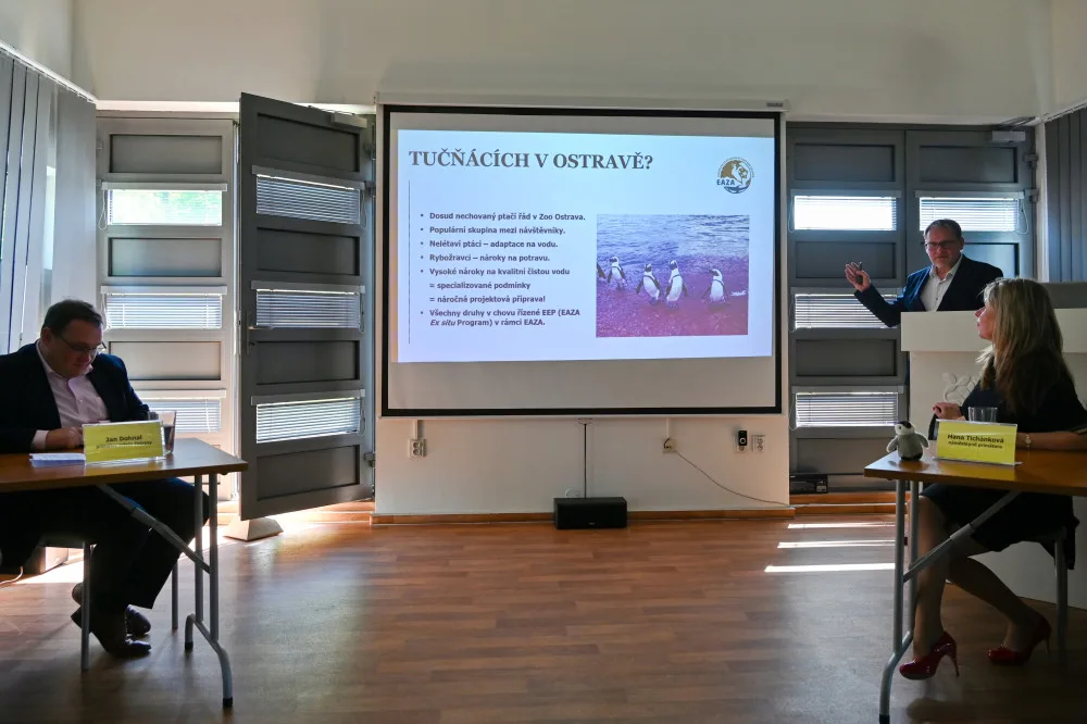 Ostrava chce tučňáky. Chystá pro ně luxusní bydlení