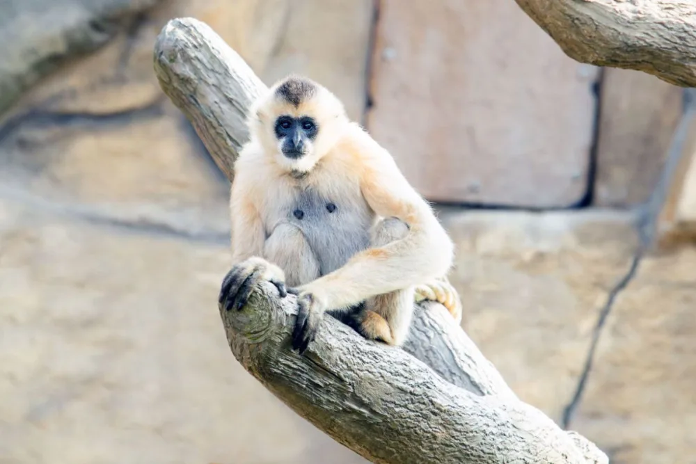 Zoo Ostrava ve speciálním programu představí přírodu Vietnamu.