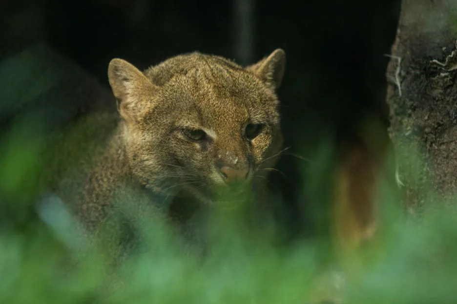Ostravská zoo má novou samici jaguarundi. Chovatelé doufají, že se po víc jak dvaceti letech dočkají mláďat