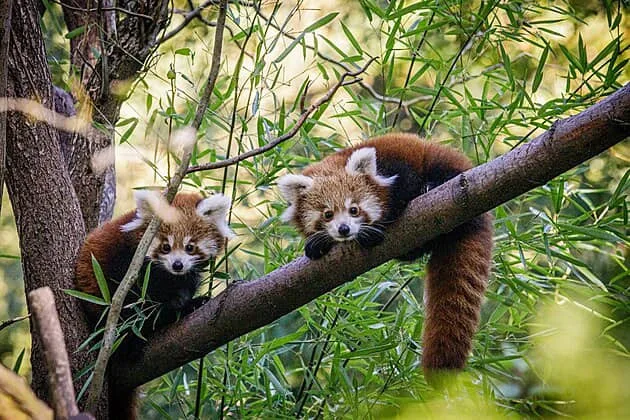 Zatopená ostravská zoo v pátek znovu otevřela. Návštěvníky přivítá i o víkendu, středeční scénář se neopakoval