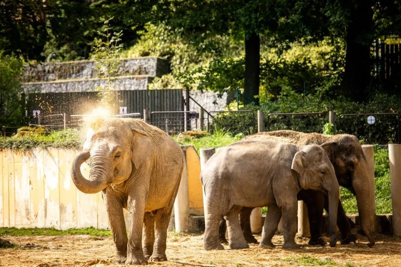 Zoo Ostrava zvýší částku na ochranu přírody. Z každého vstupu do záchranných projektů investuje pět korun