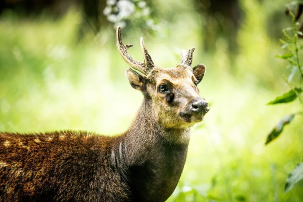 V ostravské zoologické zahradě mají nový druh jelena. Vzácný sambar skvrnitý v přírodě žije pouze na Filipínách