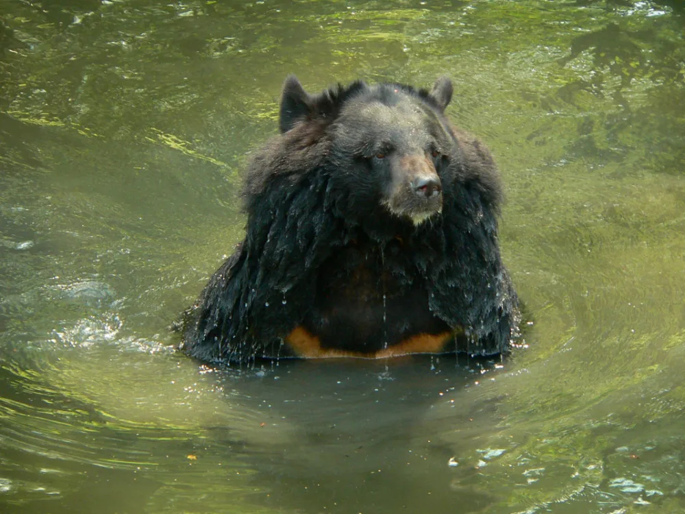Ostravská zoo musela ze zdravotních důvodů dát utratit medvědici.