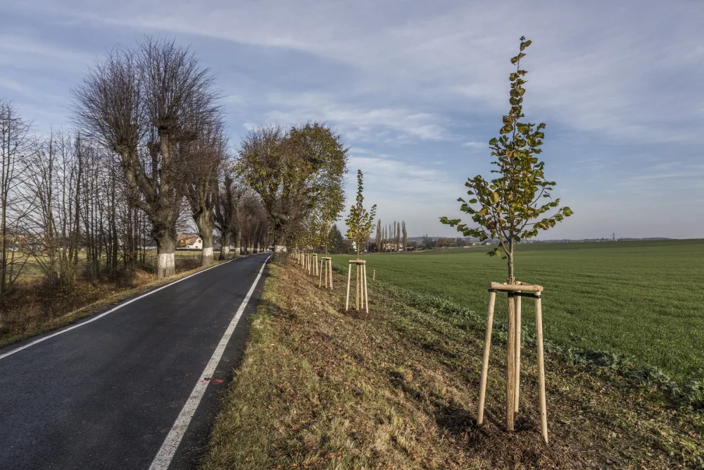 Za zelenější kraj. Moravskoslezské hejtmanství přispěje obcím na výsadbu stromů a další zeleně