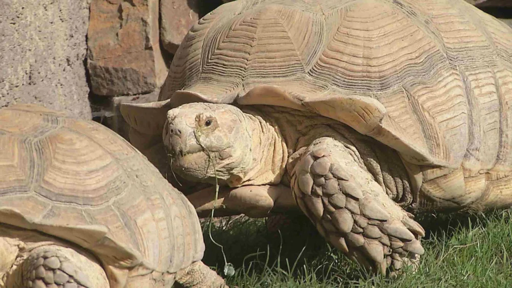 V ostravské zoo vážili vzácné želvy, největší měla 70 kilogramů. Chovatelé ji museli přivést na vlečce malotraktoru