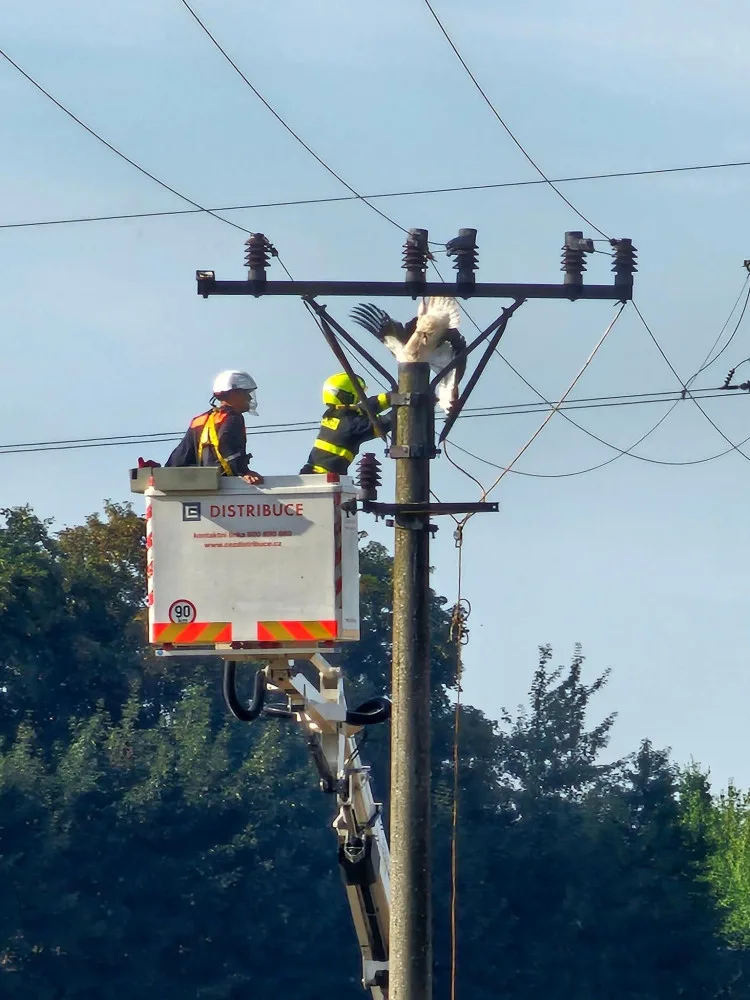 Čáp uvízl na sloupu elektrického vedení na Novojičínsku. Zůstal viset za nohu a nemohl dolů